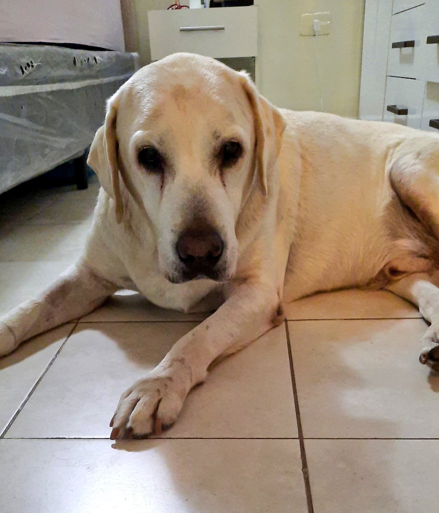 Necesito una silla de ruedas para mi perrito, esta viejito y con artritis, le cuesta mover las patas traseras. Donde puedo comprar? No quiero que este gordito hermoso este sufriendo.