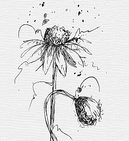 The_SecretGarden NFTs tweet media