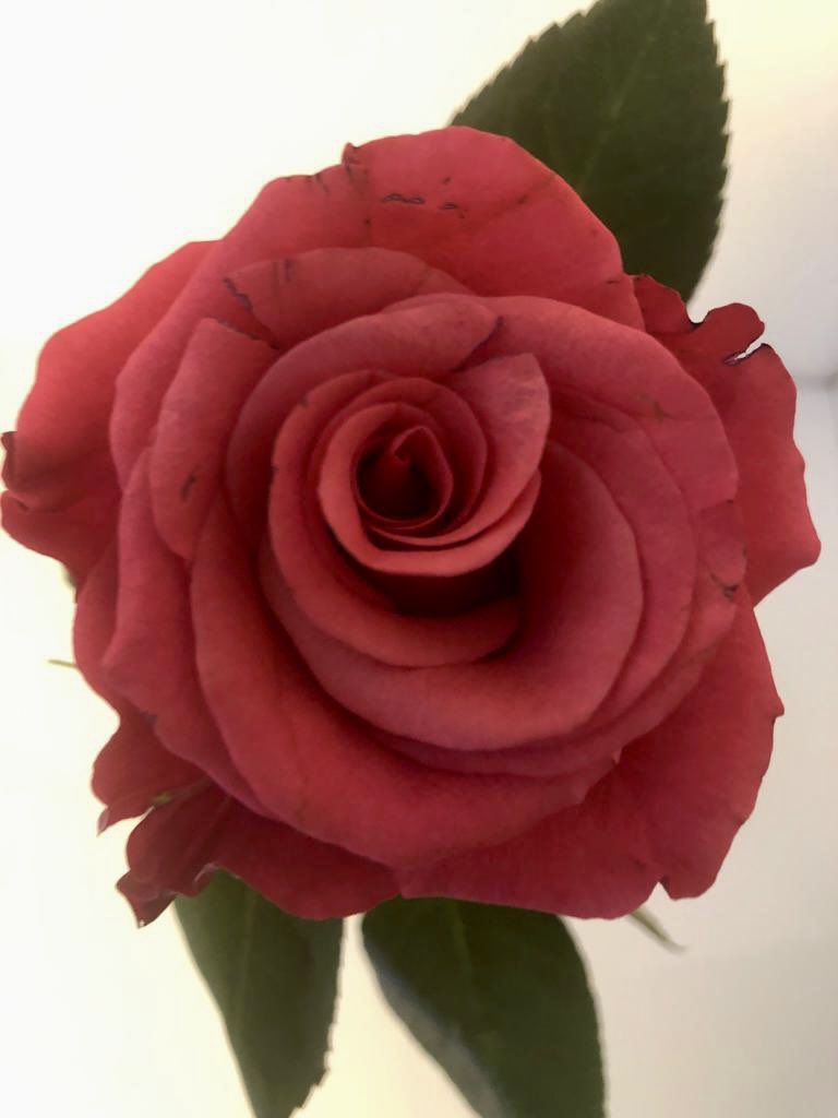 Solwodi_OB's tweet photo. Herzlichen Glückwunsch zum internationalen Frauentag wünscht SOLWODI Oberhausen https://t.co/5uLTbbc7iA