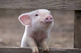 angie_karan's tweet photo. Retweet if animals bring you happiness. 💕 https://t.co/P8JQGcnAmM