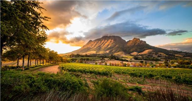 GREAT NEWS!! The in-person 3rd African Symposium on Mycotoxicology, jointly organised by the African Society of Mycotoxicoloy (ASM) and MYTOX-SOUTH® will take place from 4 to 7 September 2022  in Stellenbosch, South Africa! Visit the conference website at asmmytox.com.