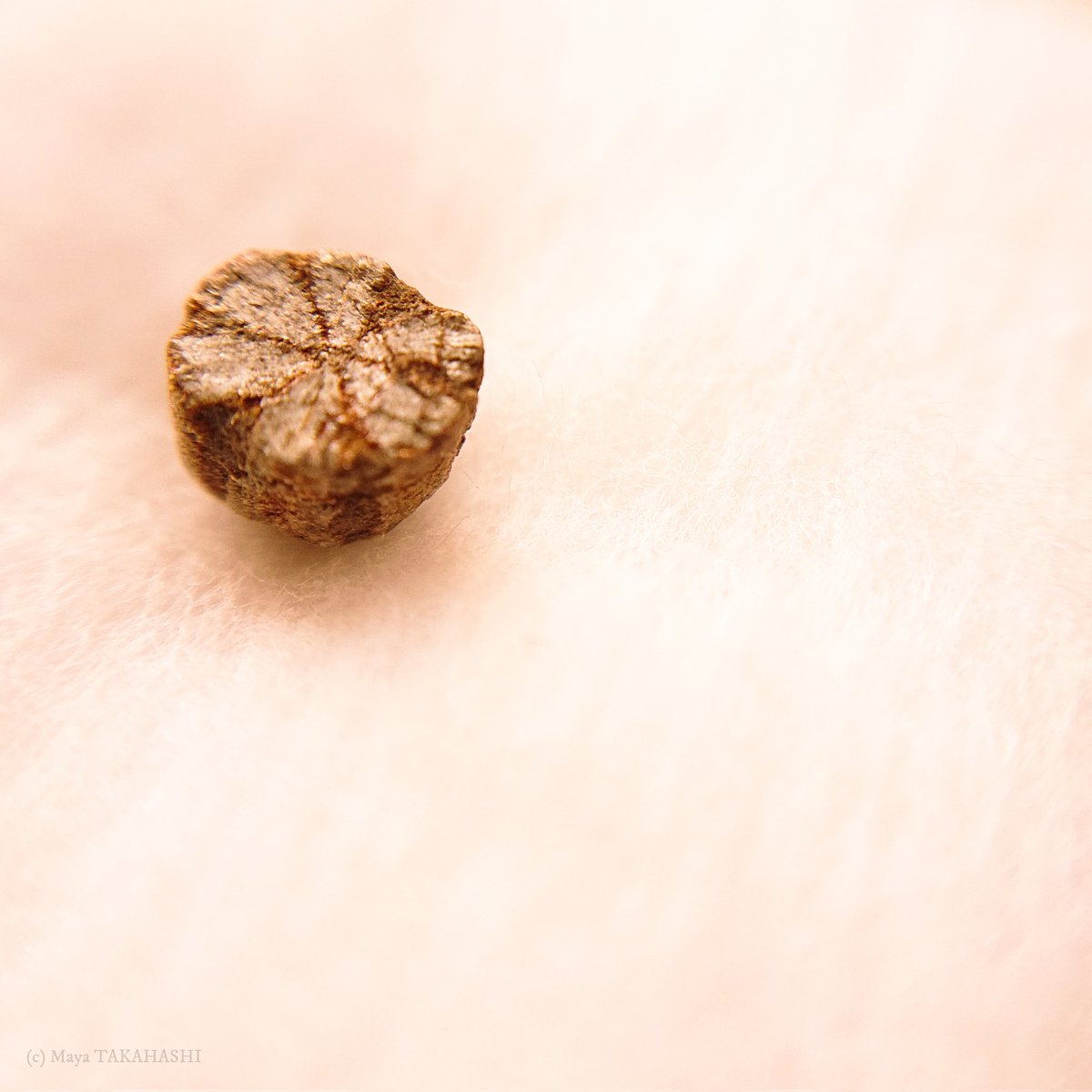 Maya TAKAHASHI／高橋 まや tweet media