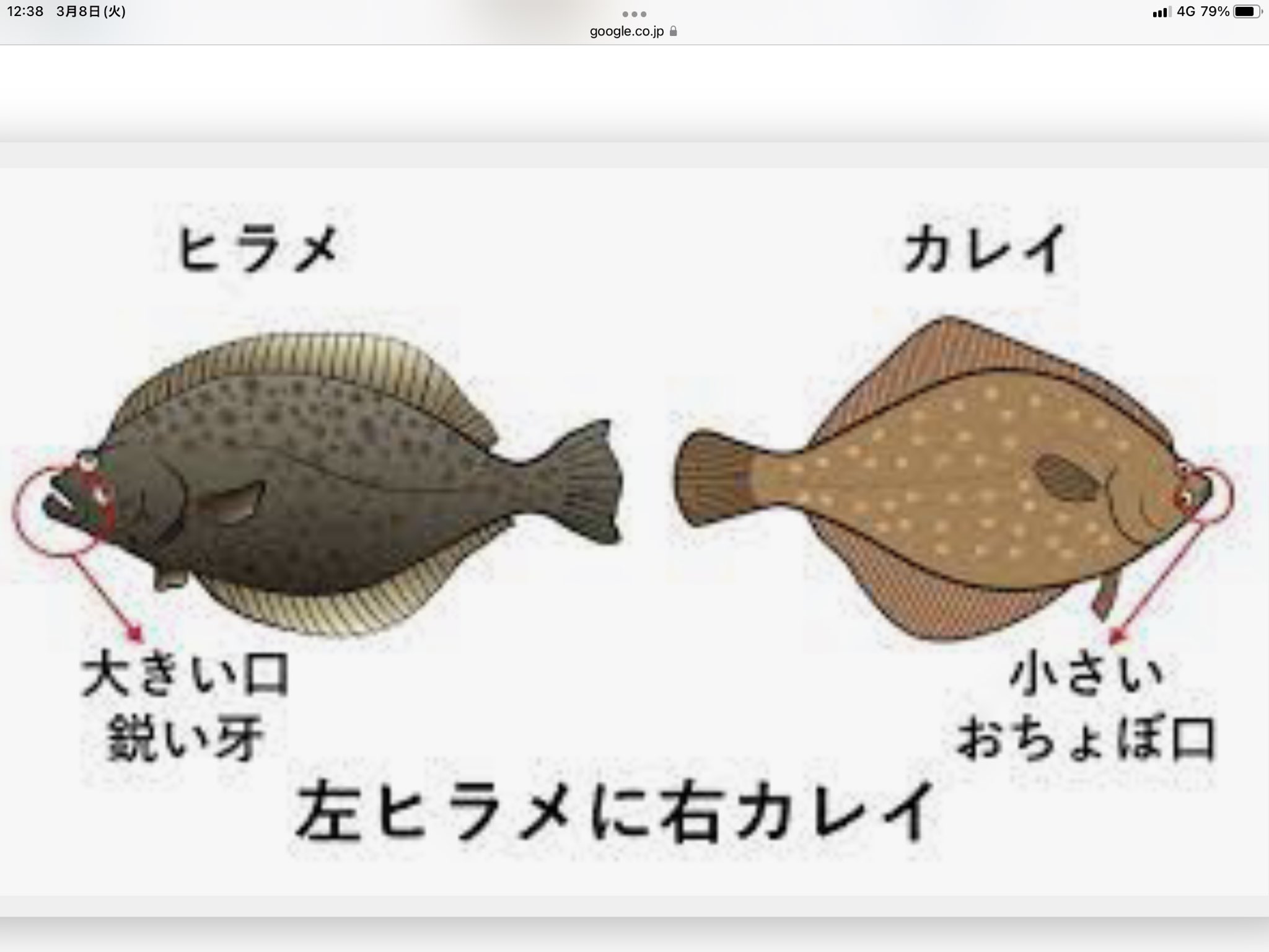 明石市長 泉 房穂 いずみ ふさほ カレイ の話ついでに ヒラメ との違いについて ひとこと よく 左ヒラメに右 カレイ なんて言うが それだと意外と見分けにくい むしろ口元の違いの方がわかりやすい 大きい口で鋭い牙 が ヒラメ