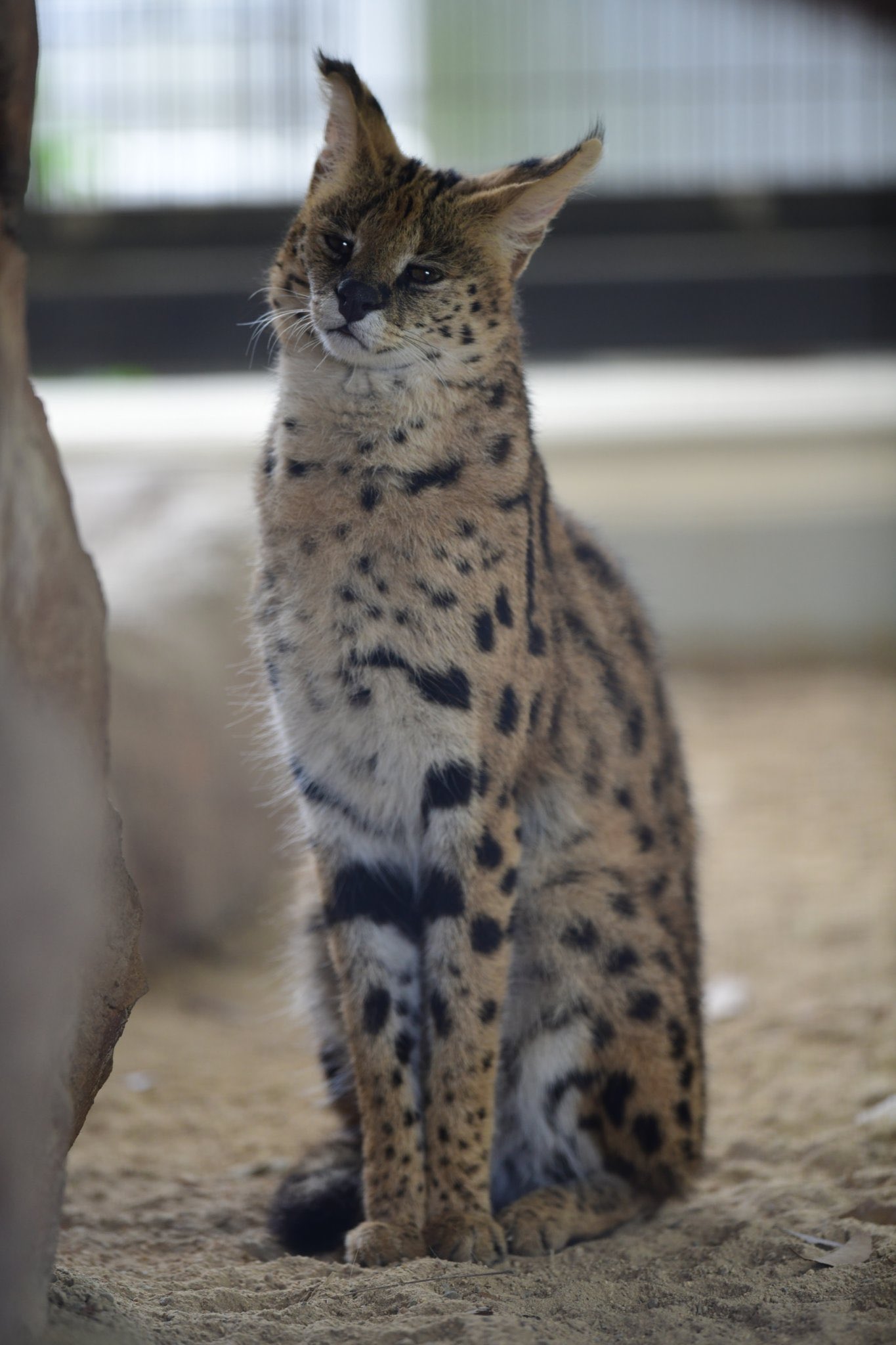 ﾍﾟｯﾀﾝｺｰ 超絶可愛い雄猫 T Co 7vggyrfrmj Twitter