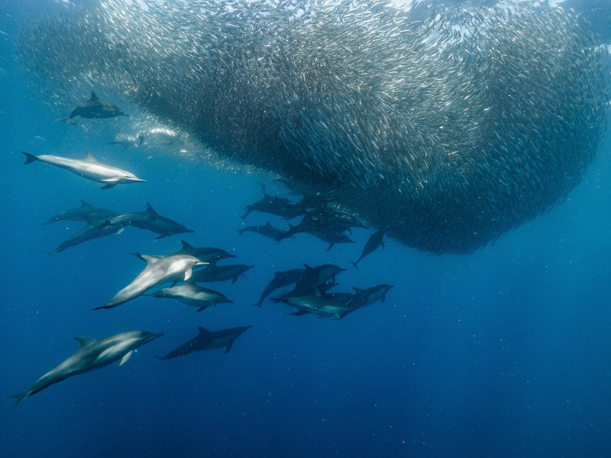 CoexistProjects's tweet photo. The #baitball, the last line of defence for #schoolingfish against the continuous charges of hungry #predators, is definitely my favourite #underwater spectacle. https://t.co/wVj77LDNI7