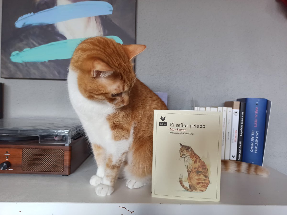 galloediciones's tweet photo. «El señor peludo» de May Sarton ya se ha ganado a un lector especial. Ya en librerías. Más info aquí 
👉 https://t.co/wylpkPXyCd
Cortesía de @kixiuu 
#gatos #literaturadegatuna #maysarton #yoleomujeres https://t.co/sNn4YHtruD