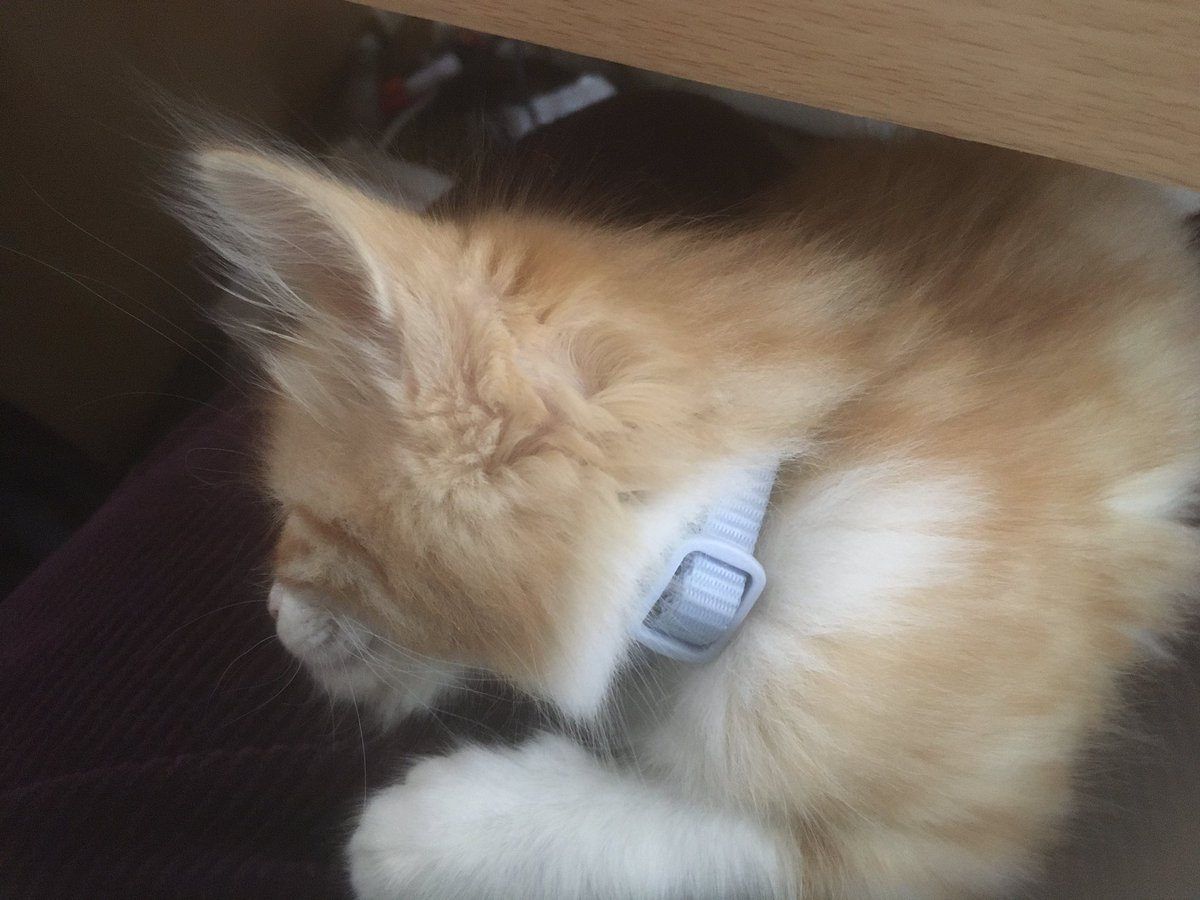 My beauty asleep on my lap while I work <a href="/GodsJoyCat/">JJ Pumpkin Pie Edible Cats Club</a>