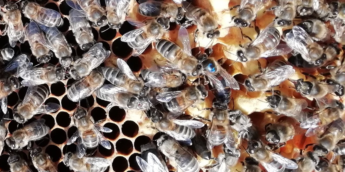 QuantockQueen's tweet photo. On International Women's Day. Hello from a queen honeybee and her entourage.
A matriarchal society. ๐๐๐
#beekeeping
#britishbee
#BeekeepersHour https://t.co/GD4SWwlsd0