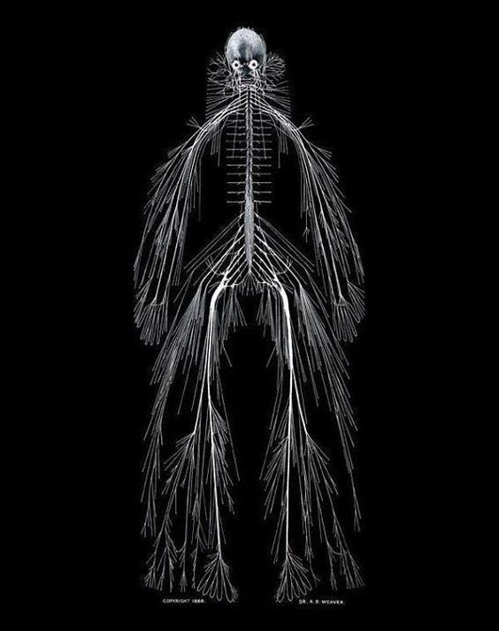 slava__bobrov's tweet photo. A fully dissected nervous system created in the 1880s by Rufus Benjamin Weaver:

#neuroscience https://t.co/lft58u7qDS