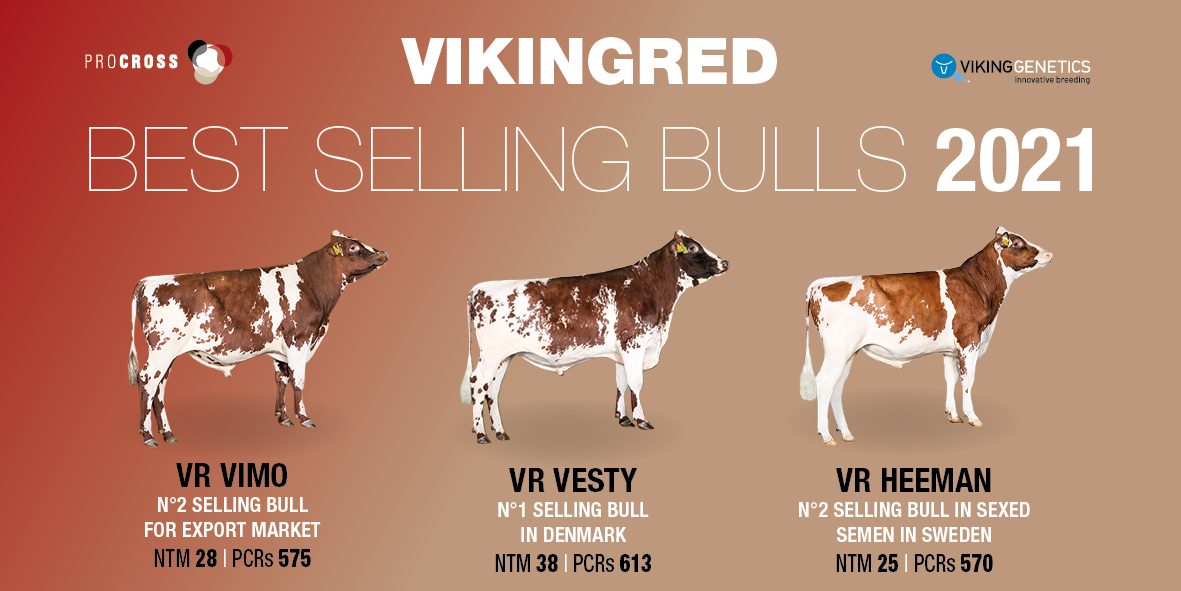 ProcrossCows's tweet image. VR VIMO🏆✅milk quality with 112 Protein% and 124 Fat% with good udder health.
VR VESTY🏆✅ N°1 selling bull in Denmark! He dominates the Nordic ranking with NTM +38.
VR HEEMAN🏆✅N°2 best-selling bull in sexed semen in Sweden.
#procross #profitable #progressive #vikingred
