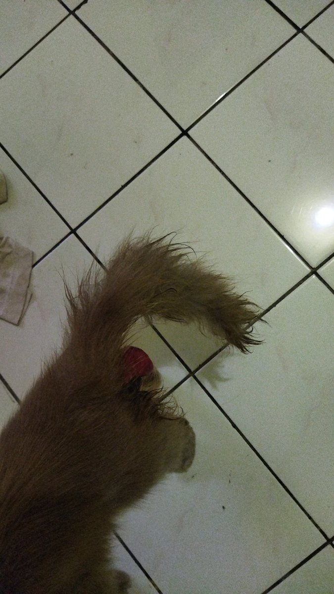 iantri5's tweet photo. Open DONASI KUCING

Maaf sebelumnya ini tadi ada kucing masuk rumah tapi keadaanya kayak gini, bingung juga mau dibawa ke dokter hewan tapi gak ada biaya, setelah aku tanya ternyata harus operasi, mohon bantuannya teman" yang berkenan untuk memberikan sediki donasinya🙏 https://t.co/A6ExseEMJZ