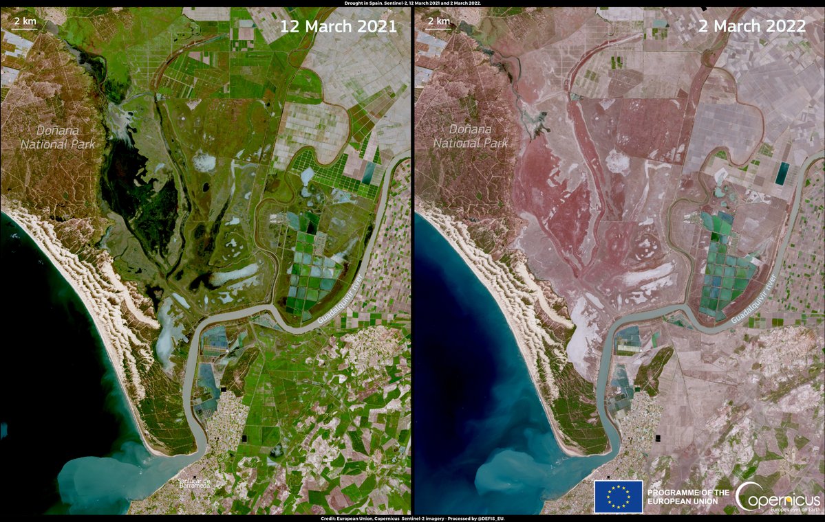 defis_eu's tweet image. #ImageOfTheDay

The Doñana National Park  🇪🇸 is known for the importance of its ecosystems 

The ongoing #drought is having a serious impact on the local fauna communities🦎

The effects of water scarcity are visible when comparing #Sentinel2 🇪🇺🛰️images of ↙️2021 and ↘️2022