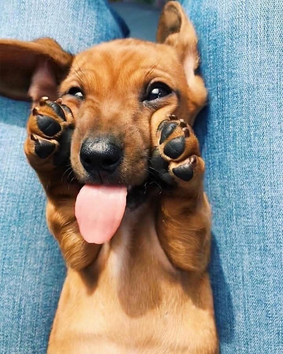 Cute or not??
#Dachshund #Dachshunds