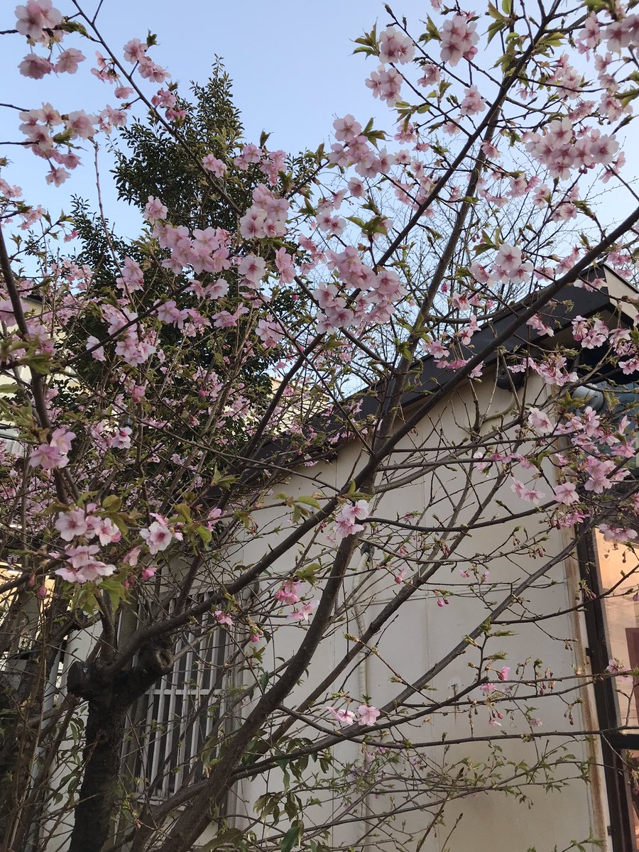 applexxxcider's tweet photo. すこし前だけど桜咲いてたー🌸
（さくらであってるよね？）
春がきますように。 https://t.co/m1iLMjXXJy