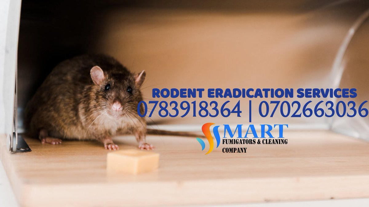 TelosEntUG's tweet photo. To effectively get rid of those disturbing rats .Call on 0783918364 / 0702663036 .#BatEradication #SnakeEradication #pestcontrolservice https://t.co/P0B9KPMYbU
