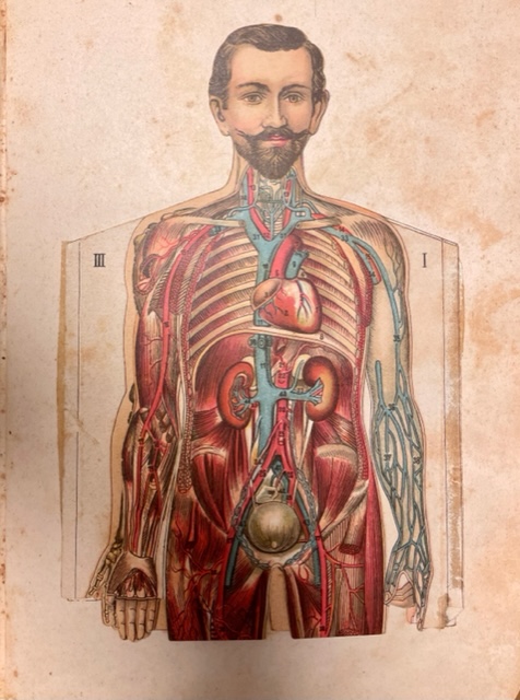 A primers del sXX eren freqüents els llibres d'anatomia divulgatius. Tenien els òrgans encunyats i superposats i es s'obrien per capes, mostrant músculs, víceres i esquelet. Aquesta il·lustració desmuntable és del llibre "Estudio elemental del cuerpo humano en piezas anatómicas"