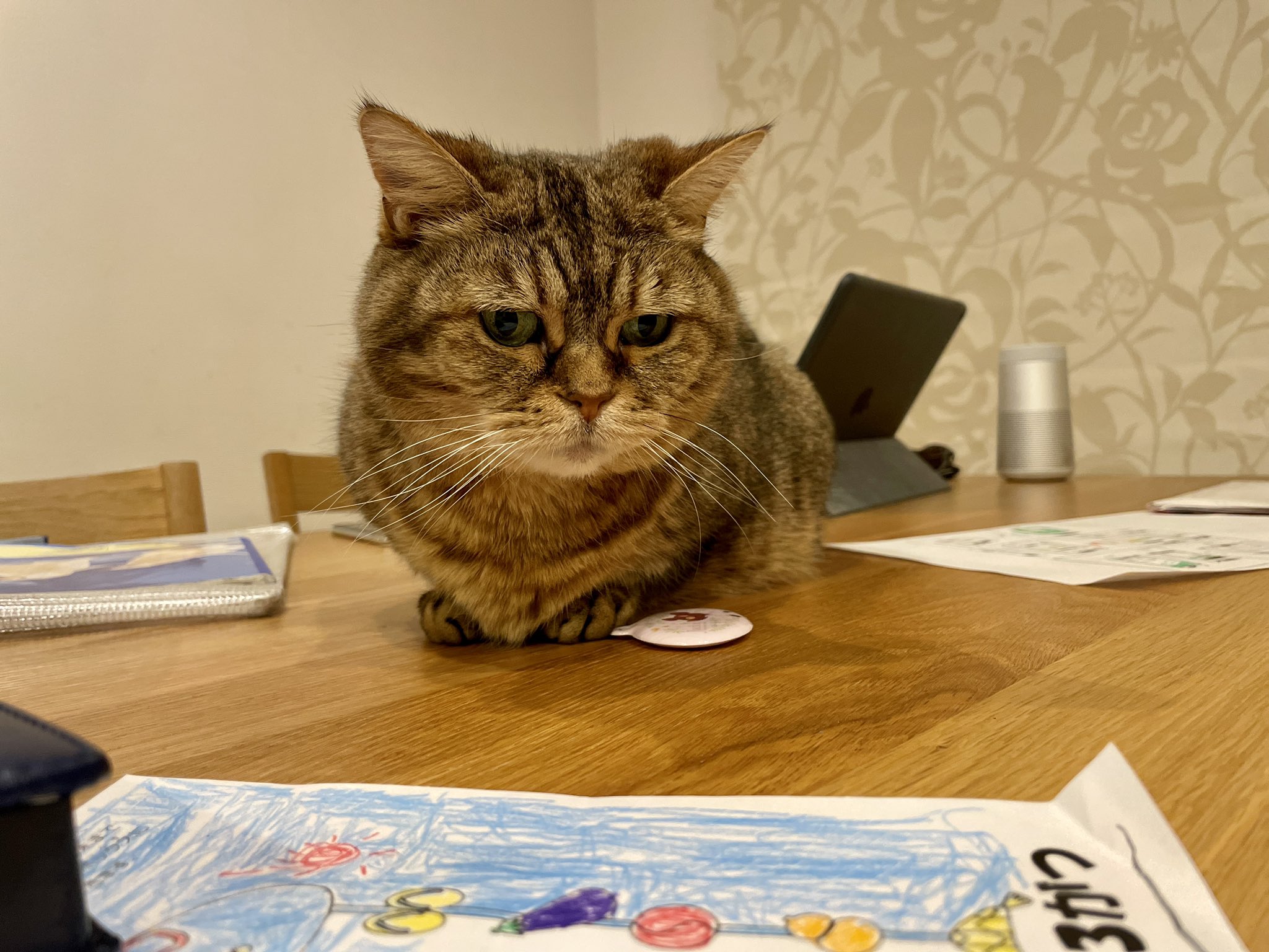 お婆ちゃん猫 ポポ の一日 Masato Tweets Twitter