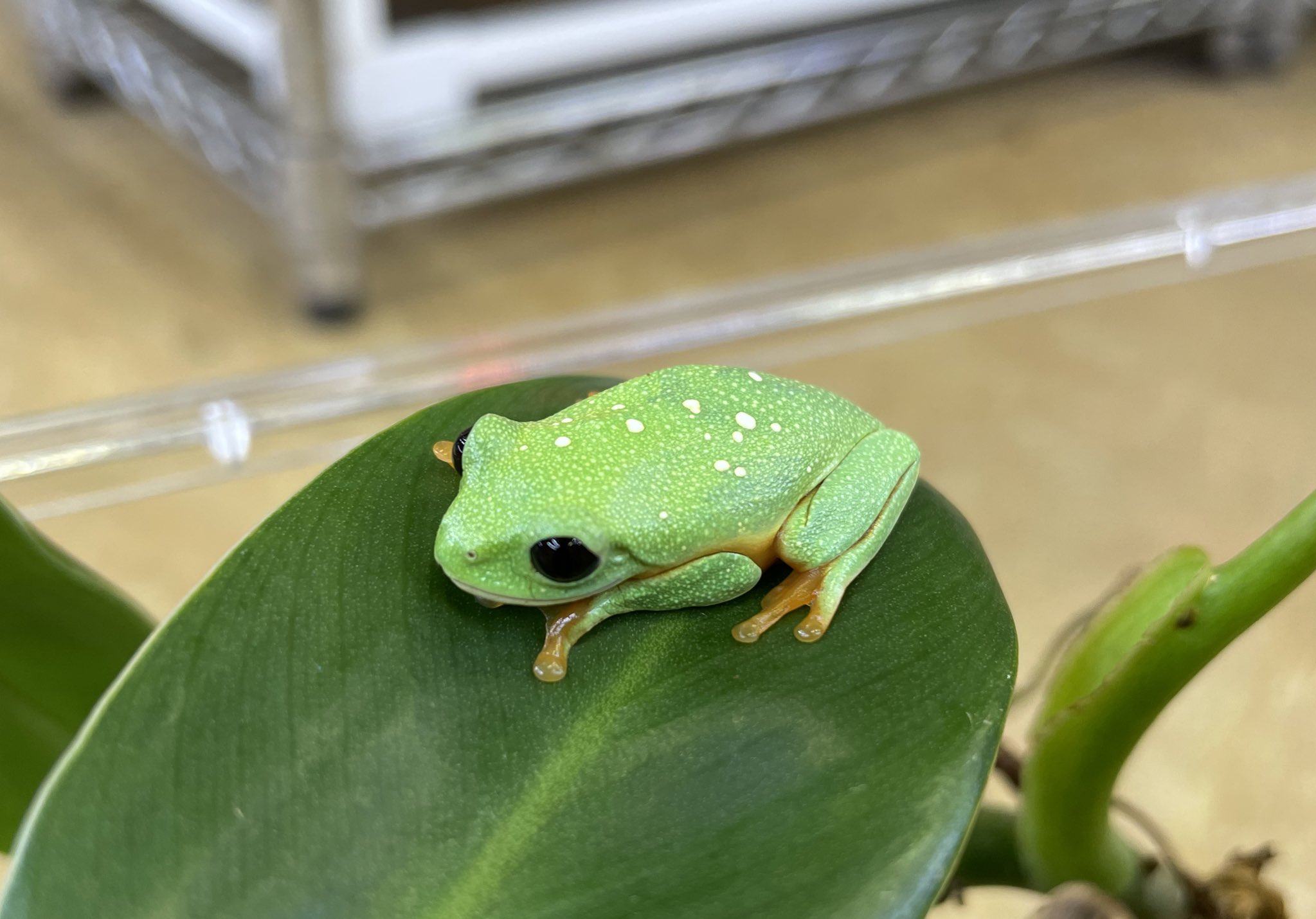 ペポニ インター店 モレレットアカメアマガエル ドイツcb 激レアなアカメアマガエル 名前にそぐわない真っ黒な瞳が綺麗な種類です 飼育に関してもアカメアマガエルと同じで問題無さそうです 流通が多い種ではない為 お探しだった方はこの機会をお ペポニ インター店 モレレットアカメアマガエル ドイツcb 激レアなアカメアマガエル 名前にそぐわない真っ黒な瞳が綺麗な種類です 飼育に関してもアカメアマガエルと同じで問題無さそうです 流通が多い種ではない為 お探しだった方はこの機会をお