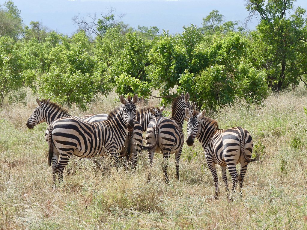 HolidayDealers's tweet photo. 𝐑𝐢𝐠𝐡𝐭 𝐍𝐞𝐱𝐭 𝐭𝐨 𝐌𝐞𝐫𝐮 𝐍𝐚𝐭𝐢𝐨𝐧𝐚𝐥 𝐏𝐚𝐫𝐤  - Ikweta Camp Meru ➡️
#Kenya #travel #TembeaKenya #travelkenya #traveling #Meru #luxurytravel #luxury https://t.co/Yx8khBqpwQ