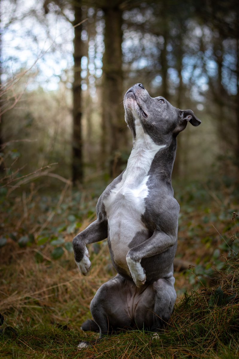 More in the nakey series 😂
I love this shot so much but insta will kill it with the crop 🥲
So imma leave it here for the #twitterdogcommunity to enjoy 😘📸
#dogsoftwitter #dogsofinstagram #staffordshirebullterrier