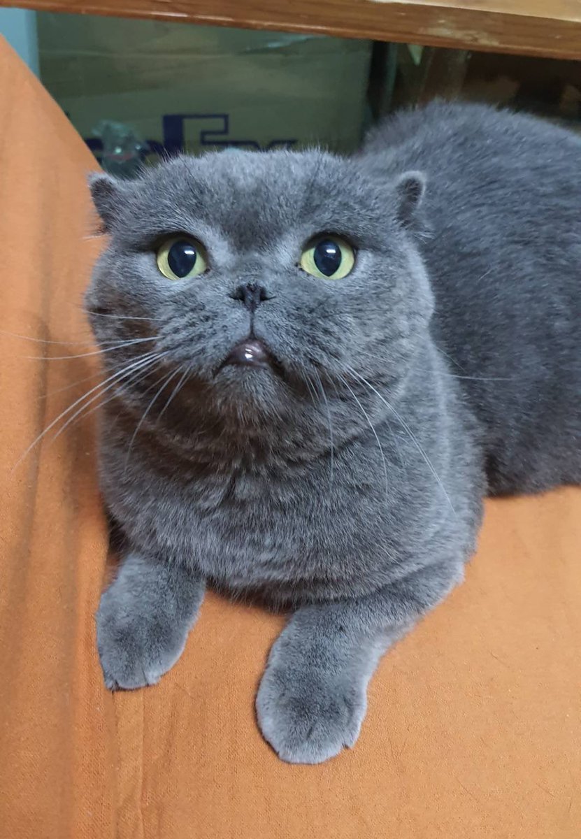 MineBudDy92's tweet photo. Pui Pui disappeared from the house today. I miss him.
I’m worried about him And I hope someone is kind to take care of him.😢😢😢😢 #PUIPUICAT https://t.co/GRPDuBUfJA