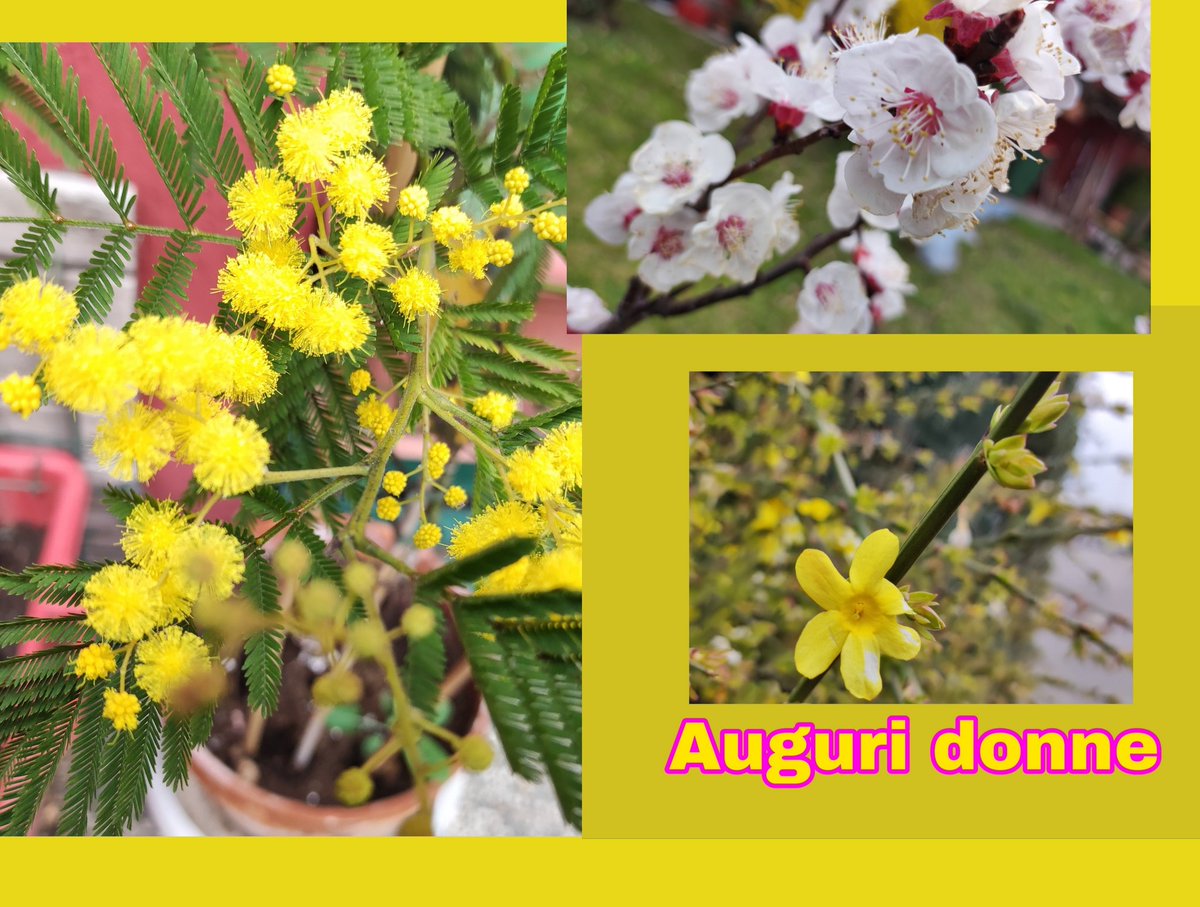 Auguri donne ♥️
