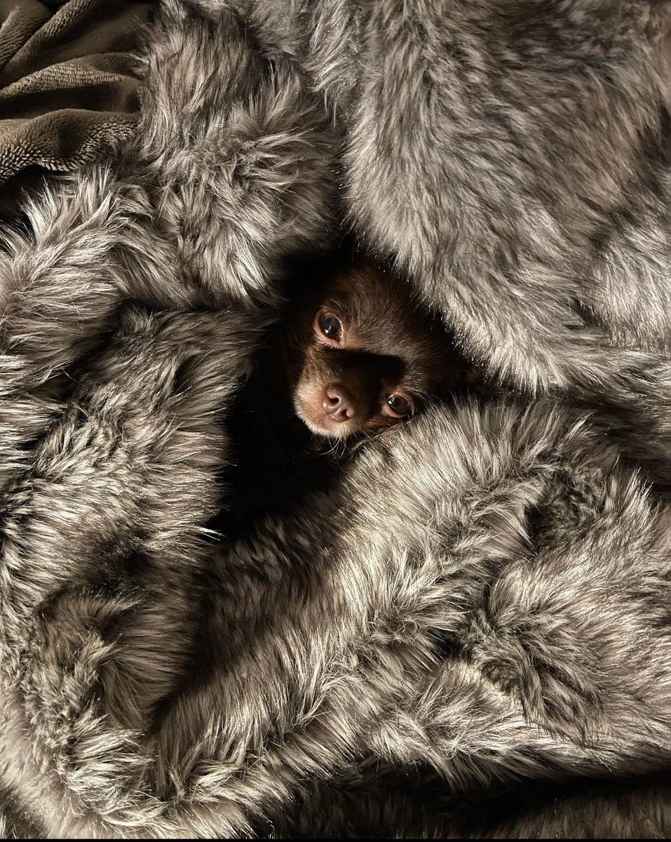 send your pet tweet media