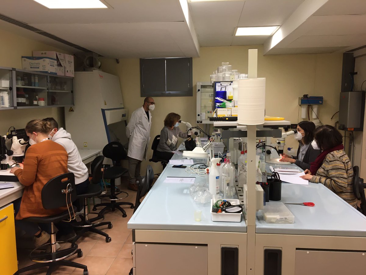 2013_caa's tweet photo. Seconda giornata del corso #entomologia sanitaria ai tecnici di #IREN Ambiente Spa dedicata alla classificazione di #zanzare e #flebotomi tenuto presso i #laboratori del @2013_caa https://t.co/lkXt6oGr3q
