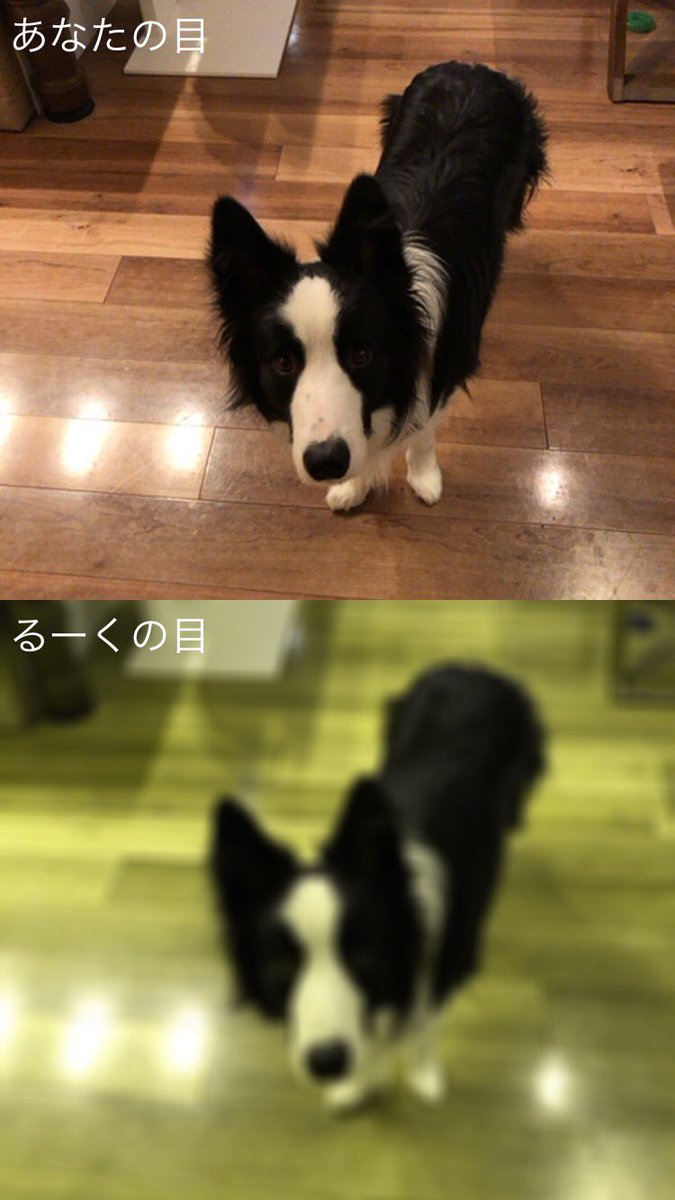 sakura_makura06's tweet photo. 犬の目カメラっ��のをいれてみました！

これ使うとルークが気になるおもちゃとかわかるかも？ https://t.co/pREJjRFzFx