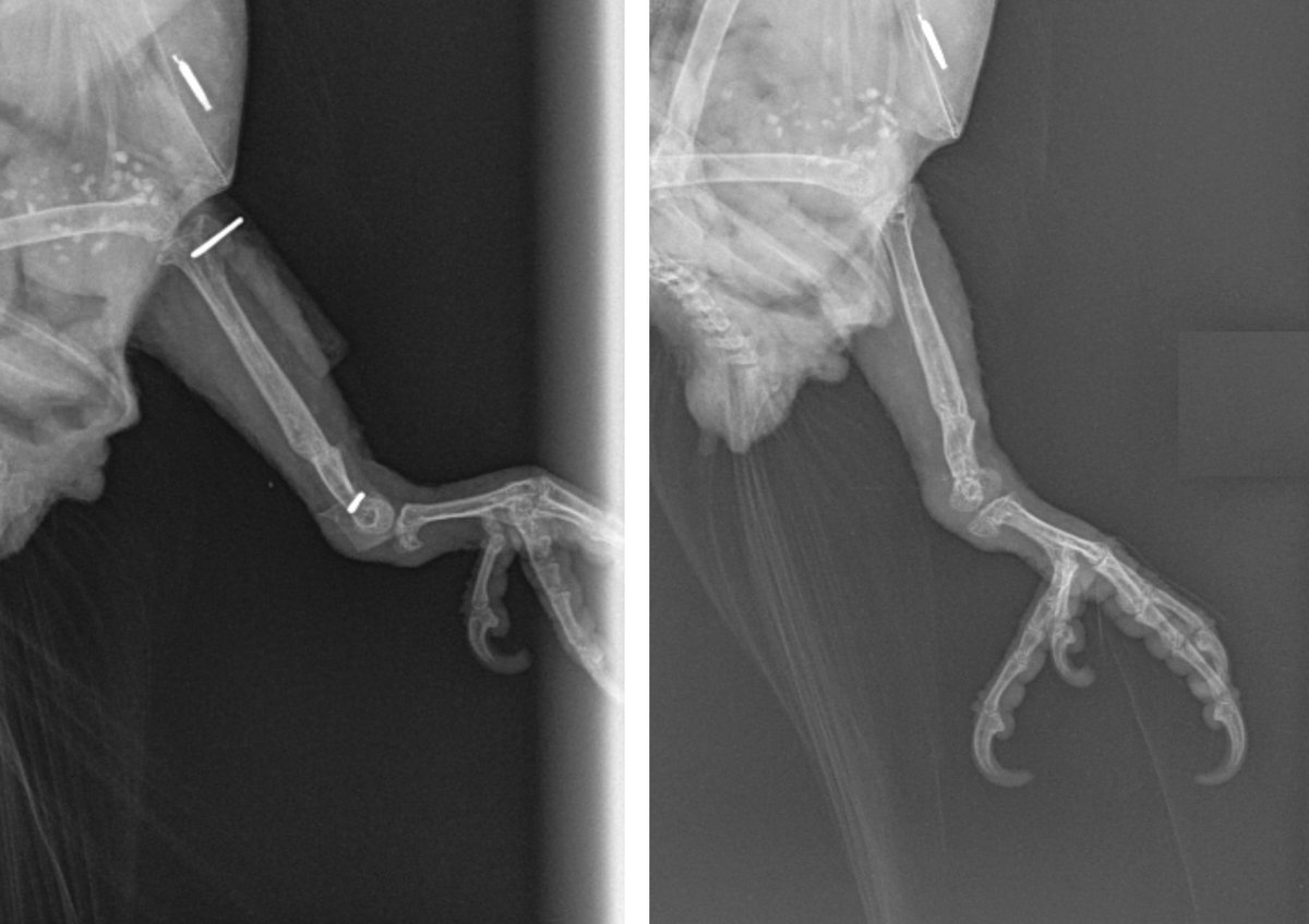 Read the story of Frankie the parrot who needed help because of a limp

yourvetspecialist.org/case-study/fra…