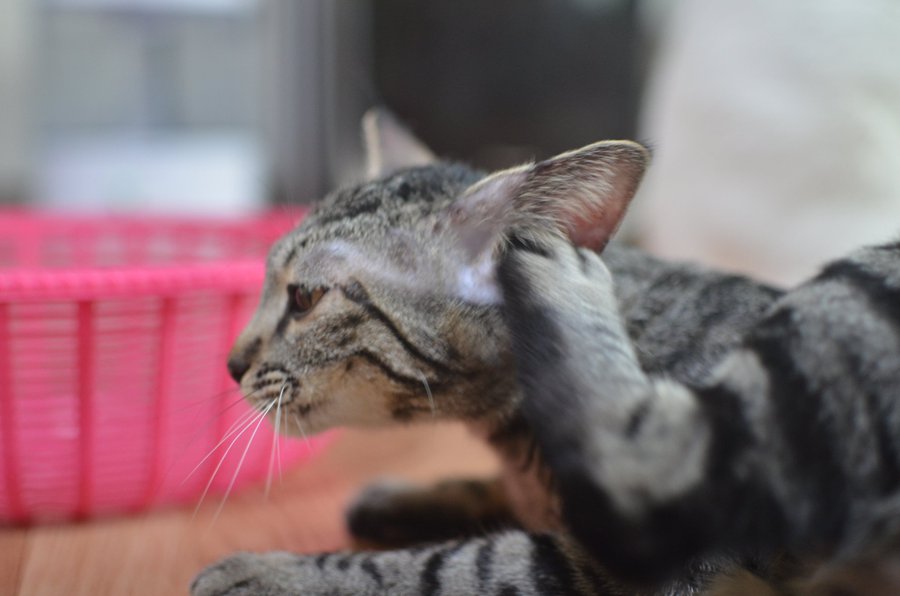 小倉猫茶家 こくらねこちゃや 福岡にある猫カフェ 子猫のへや