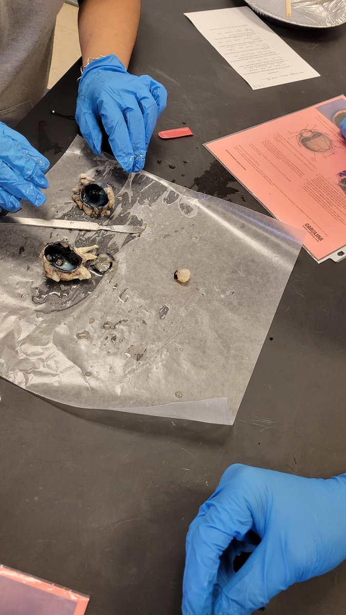 KendraLow2's tweet image. While learning about stimuli and response, it was obvious that the eye plays an important role. So let us see what is the structure and function of the eye! @AEMA_JDMS @OpalHFord