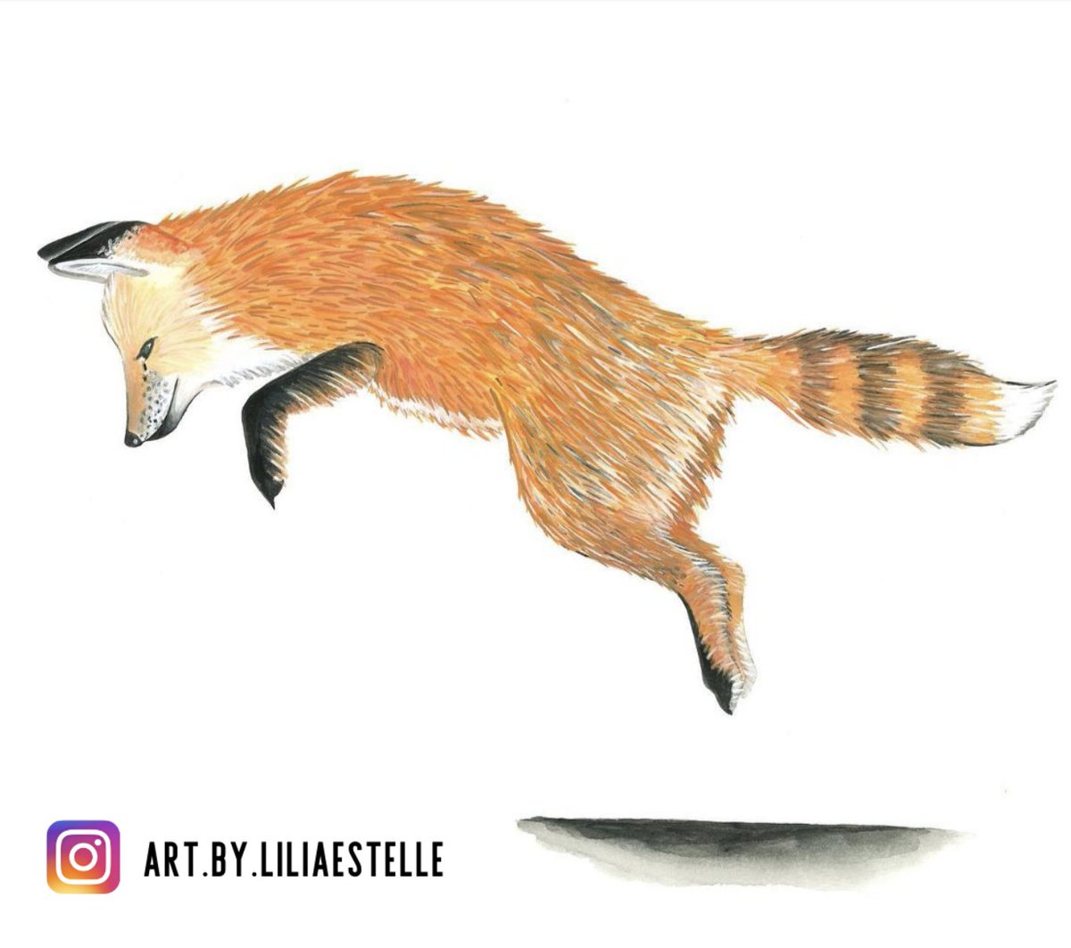 #ArtedeLaNaturaleza 🎨

“Un zorro es el amigo más listo que podremos tener” 🦊