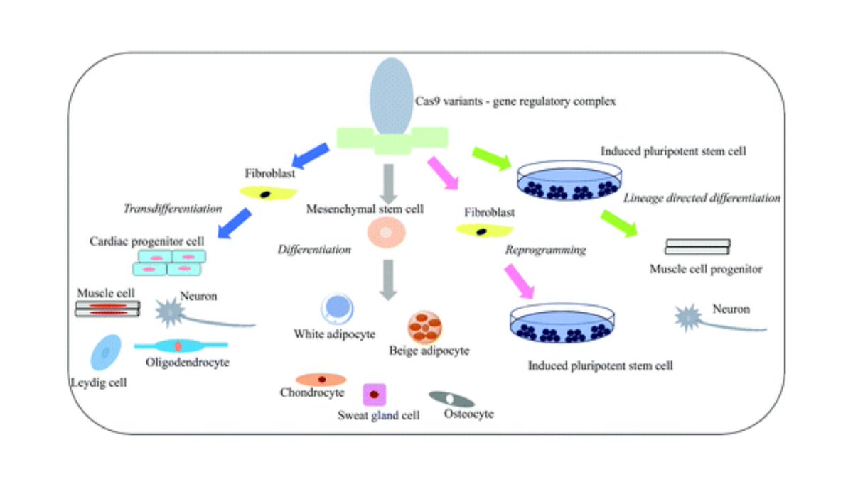 Potential “Holy Grail” for Generating Biomedically Relevant Cells through #CellFateEngineering 

Review in <a href="/ReGENOpen/">Re:GEN Open</a> demonstrates novel ways in manipulating cellular identities for #regenerativemedicine applications using #CRISPRCas9-based #geneediting: ow.ly/H64250Ie5CU