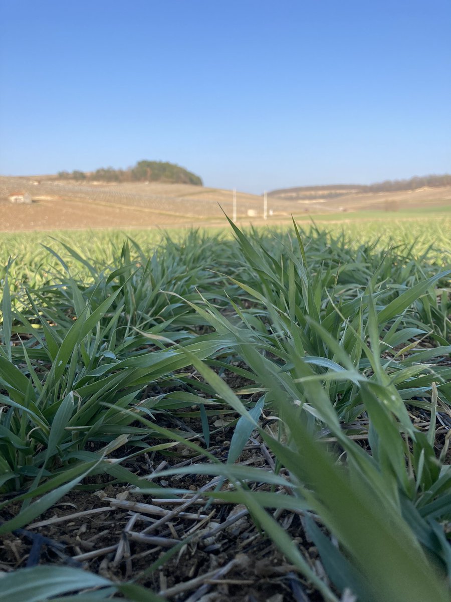 OlivierCOSTE2's tweet photo. Cette année @BONNIN1402,elles sont rares et il faut chercher les #OPA,dans le sud de l’#Yonne.
J’ai hâte de te faire la présentation pour cette superbe #RgtPlanet,entre @bonjourmaddam et le début d’un #Fourchaume des @vinsdechablis.
Sera-t-elle pour une dégustation,au #SIA2023🍻? https://t.co/RjjePPFzHk