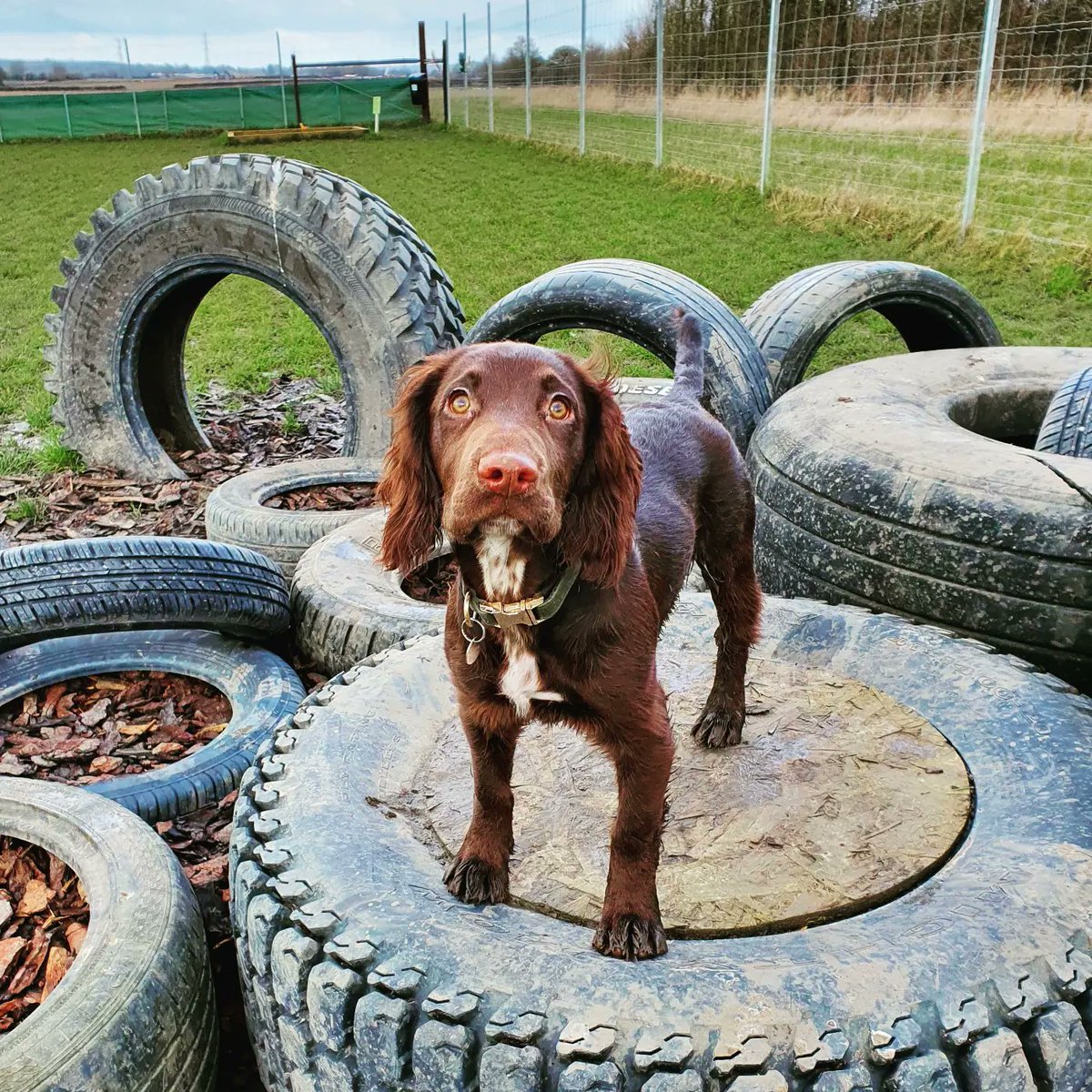 Freddie The Sprocker tweet media