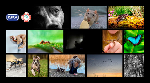 📣 VOTING NOW OPEN! 📸 
The time has come to choose your favourite animal image in our #RSPCAYoungPhotographers Awards People’s Choice category! Who will be your winner?🏆 
Vote now ➡️  bit.ly/3723vlE 

*Voting closes on the 15th March 2022 at  1 pm *