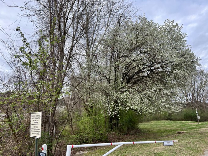 Image shows large tree with showy white blooms next to a smaller tree with some blooms and leaves. Both are at edge of a field.