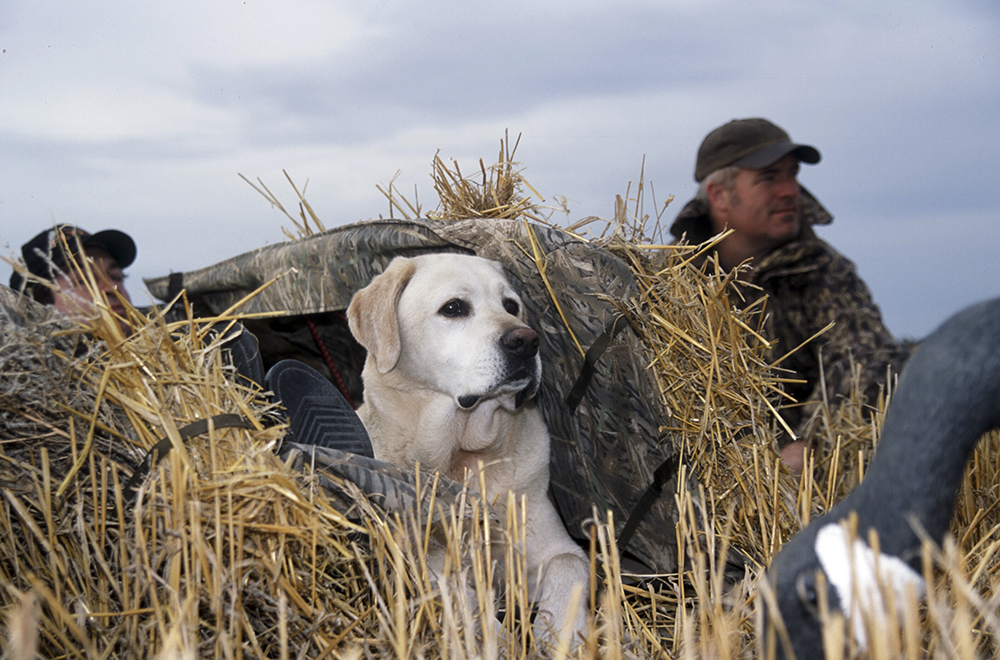 Strungmag's tweet photo. Accidental Geese Versus The Big Show
Read the whole story at: https://t.co/kI3JJAD0RK  Spring 2022 Volume 4 Issue 2
by E. Donnall Thomas Jr. 

:
#goosehunting #geese #pheasanthunting #duckhunting #flyfishing #tiedtonature #strungmag #gundog https://t.co/BRt6wtnvfF