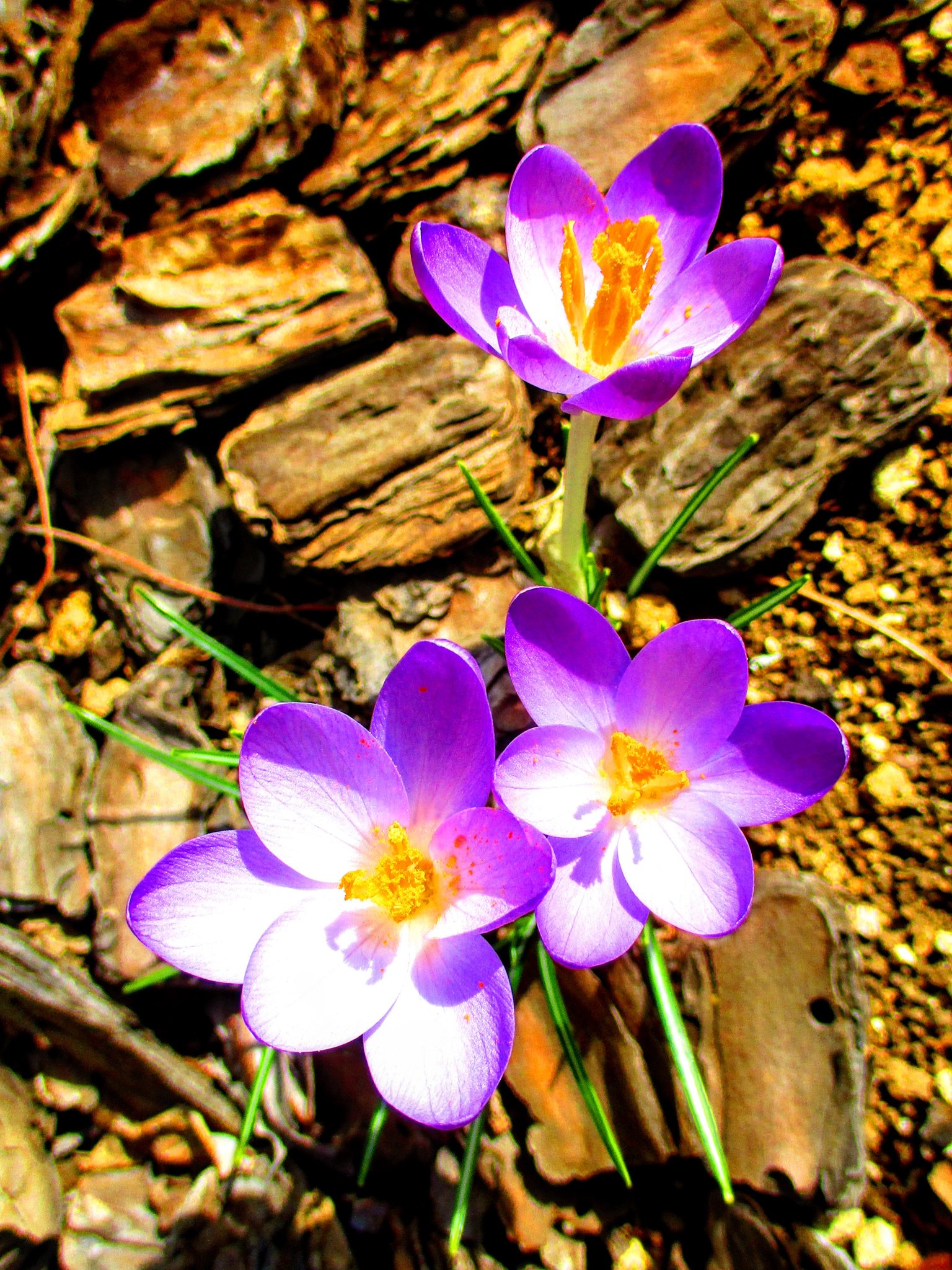咲 皆様に感謝 休止中 凍む寒さ 越えて可憐な クロッカス 萌ゆる大地の 笑顔なるかな クロッカス 別名 花サフラン 春サフラン 花言葉 青春の喜び 切望 T Co Hhl8comsi5 Twitter
