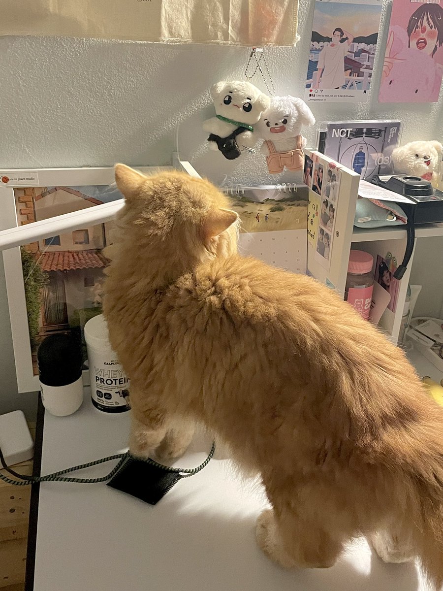 𝖼𝗁 ◞⋆ ( late reply ) tweet media