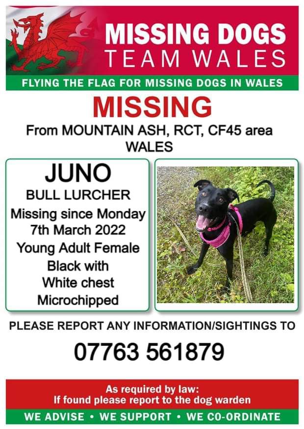 missingdogwales's tweet photo. ❗️JUNO ️❗️MISSING from MOUNTAIN ASH, RCT, CF45 area WALES.
❗️MISSING SINCE MONDAY 7th MARCH 2022.
❗️❗️PLEASE WATCH OUT FOR JUNO AND CALL NUMBER WITH ANY INFORMATION/SIGHTINGS.
#missingdogsteamwales https://t.co/vEzobJwwDy