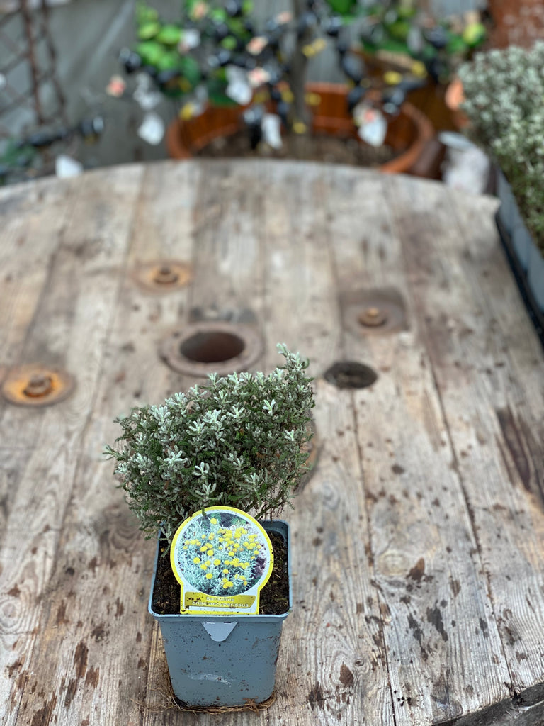 Check out this product 😍 Santolina "chamaecyparissus" - 1 Litre 😍 
by Woolley Moor Nurseries. 
Shop now 👉👉 bit.ly/3HUTIe1