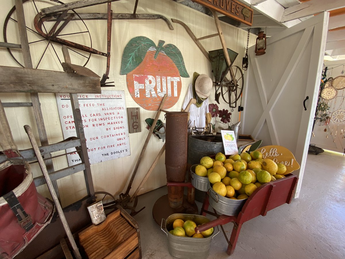 AuthenticFL's tweet photo. Pick a Piece of Floridaโs Citrus History at Dooley Groves in Ruskin, FL: https://t.co/8h5GhOd3gv ๐
#FloridaCitrus #LoveFL #AuthenticFlorida #MyDeliciousBlog https://t.co/8o8GBFmEgy