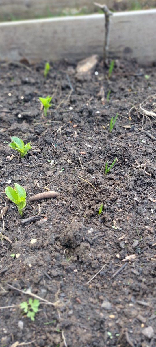 StbrnC's tweet photo. Our vegetable beds are coming along. These are the broad beans and onions planted in January. Potatoes, carrots and broccoli went in yesterday. #careforcreation #growyourown https://t.co/HyRdgiDEkc