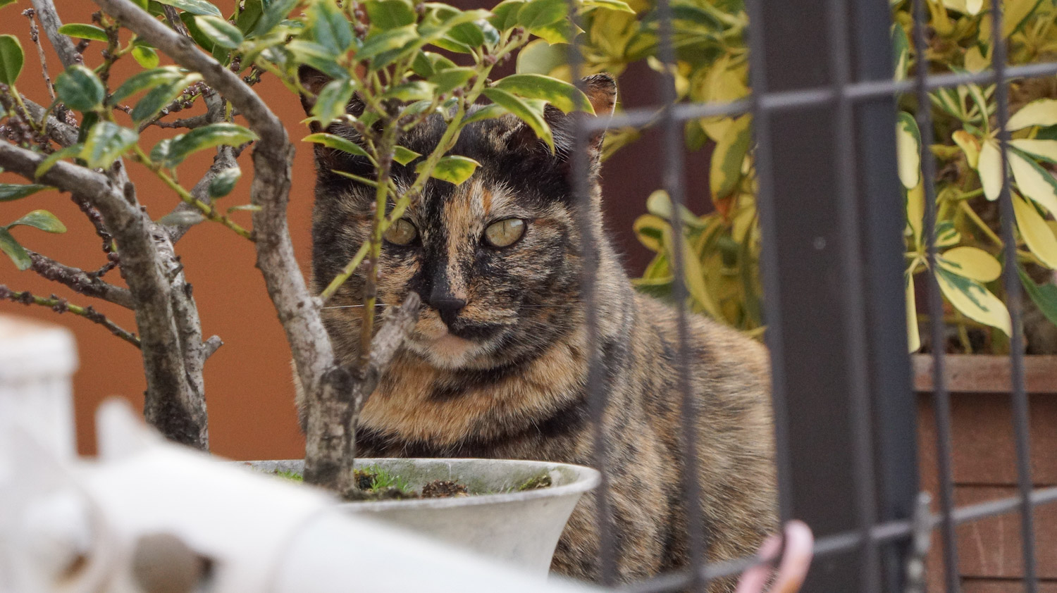 ねこの写真 あんこともなか🐾充電ねこ | 荷物にまぎれて旅行についてくる気