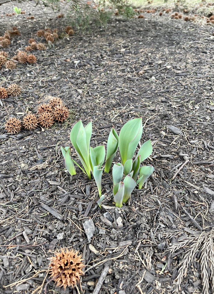 ddelduca tweet media