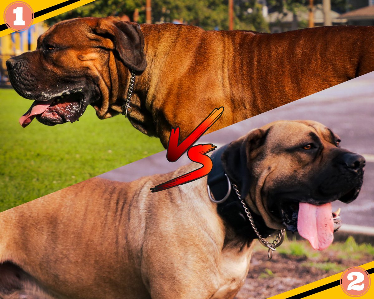 ✅ Athleticism
✅ Vigor
✅ Massive Jaws
✅ Great Coat
✅ High Level Intelligence

Which one of the two should be our next stud dog? Are you on Team Number 1 or Team Number 2?🔥🔥🔥

Check them out here 👉👉👉boerboelpuppy.com

#boerboels #boerboelmastiff  #exoticboerboels