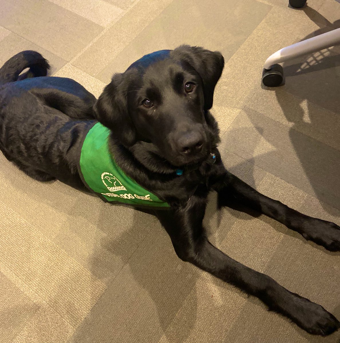 heathersryan's tweet photo. Just a #DogGuide puppy-in-training attending his first team meeting, and wishing you the best week yet!
#lifeatD2L
#lfcdg
@d2l
@LFCDogGuides https://t.co/9s9m52Qd6x