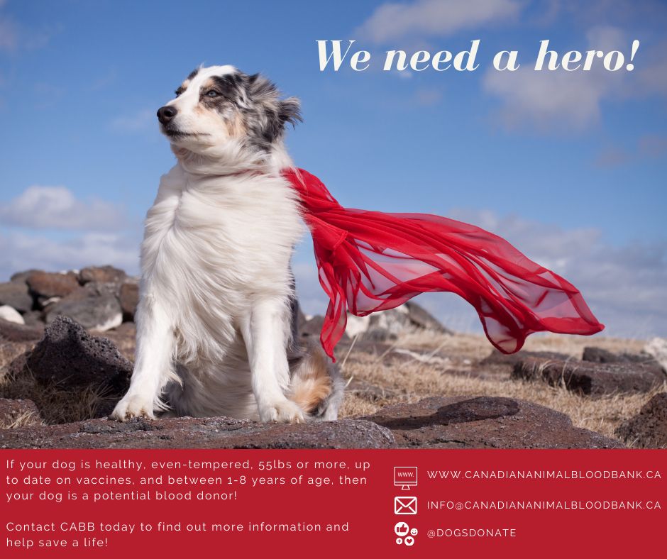 DrEllenKinzl's tweet photo. If your dog is healthy, weighs 55+lbs and is 1-8 years old, he or she could be the blood-donation hero that we all need! We're hosting a canine blood donation clinic at our Canary District office on Saturday March 26th! 
.
.
#CABB #canineblooddonation #pethealth https://t.co/IPJ63QUfLx